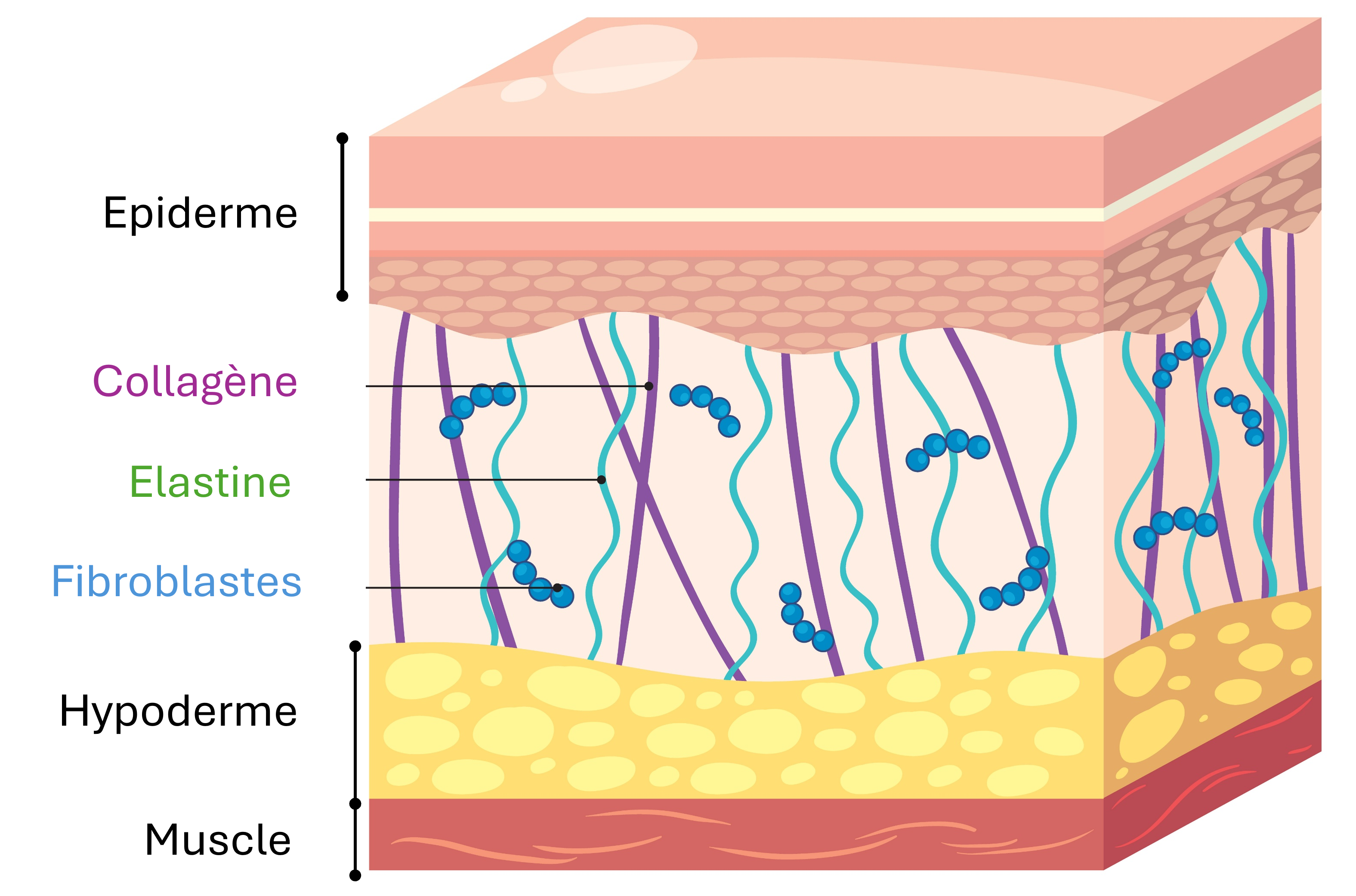 Vos cellules de peau dévoilent votre véritable vitalité